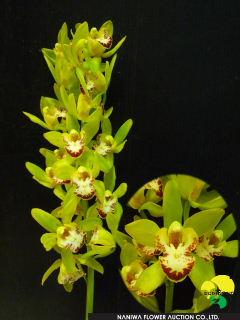 Cymbidium Green Sour B1.jpg